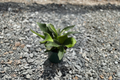 Staghorn Fern Live Plant – Platycerium, 4-Inch Pot, Fully Rooted