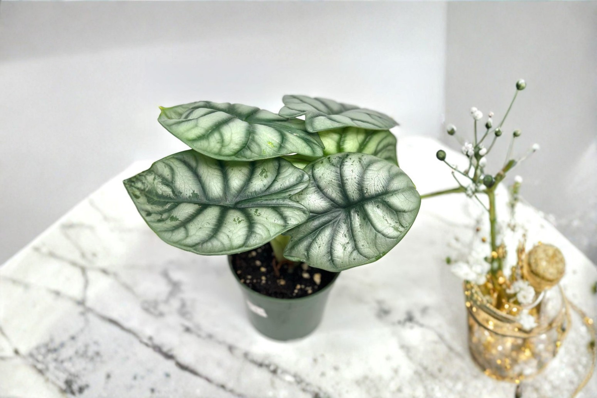 Alocasia Silver Dragon - 4-Inch Rooted Starter Plant