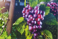 Southland Muscadine Grape Vine – 2 Gal Live Grape Vine for Home Garden