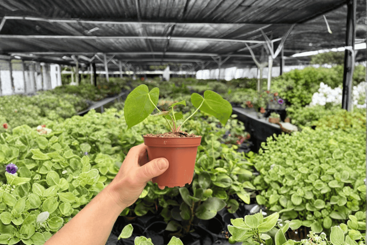 Anthurium Crystal x Papi Golden 2 Live Plants in 4-Inch Pots