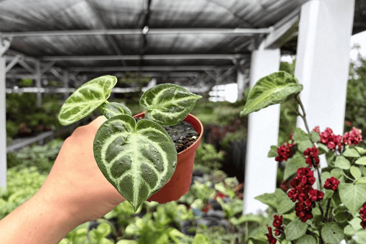 Antthurium Silver Tiger x Silver Blush Live Plants - 4-Inch Pot, 2 Plants