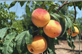 Oregon Curl Free Peach Tree - Prunus persica 1 Gallon Pot Live Plant