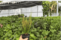 Croton Picasso’s Paintbrush Live Plants — 2x 4-Inch Pots (Codiaeum variegatum)