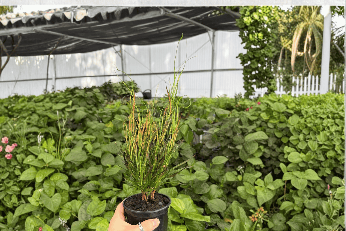 Croton Picasso’s Paintbrush Live Plants — 2x 4-Inch Pots (Codiaeum variegatum)