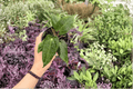 Anthurium Papi x Blue Papi - 2 Live 4-Inch Pots