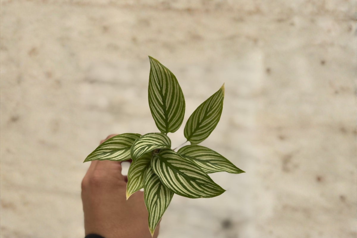 Calathea Vittata Starter Plant | Rooted Cutting, 2-Inch Pot - White Striped Prayer Plant