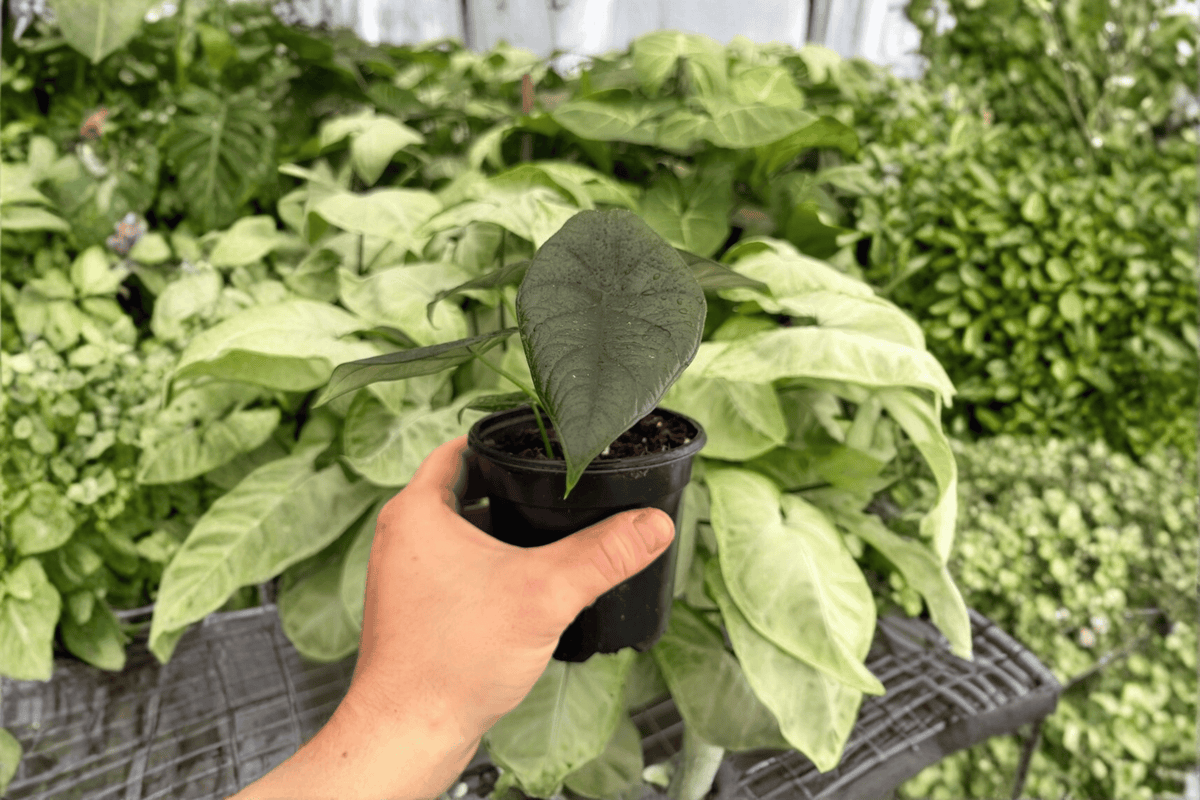 Alocasia Dragon Wings - 2 Live Plants in 4-Inch Pots | Dragon Scale x Scalprum