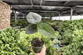 Alocasia Melo Live Plants – 2 Exact 4-Inch Pots (Alocasia melo)