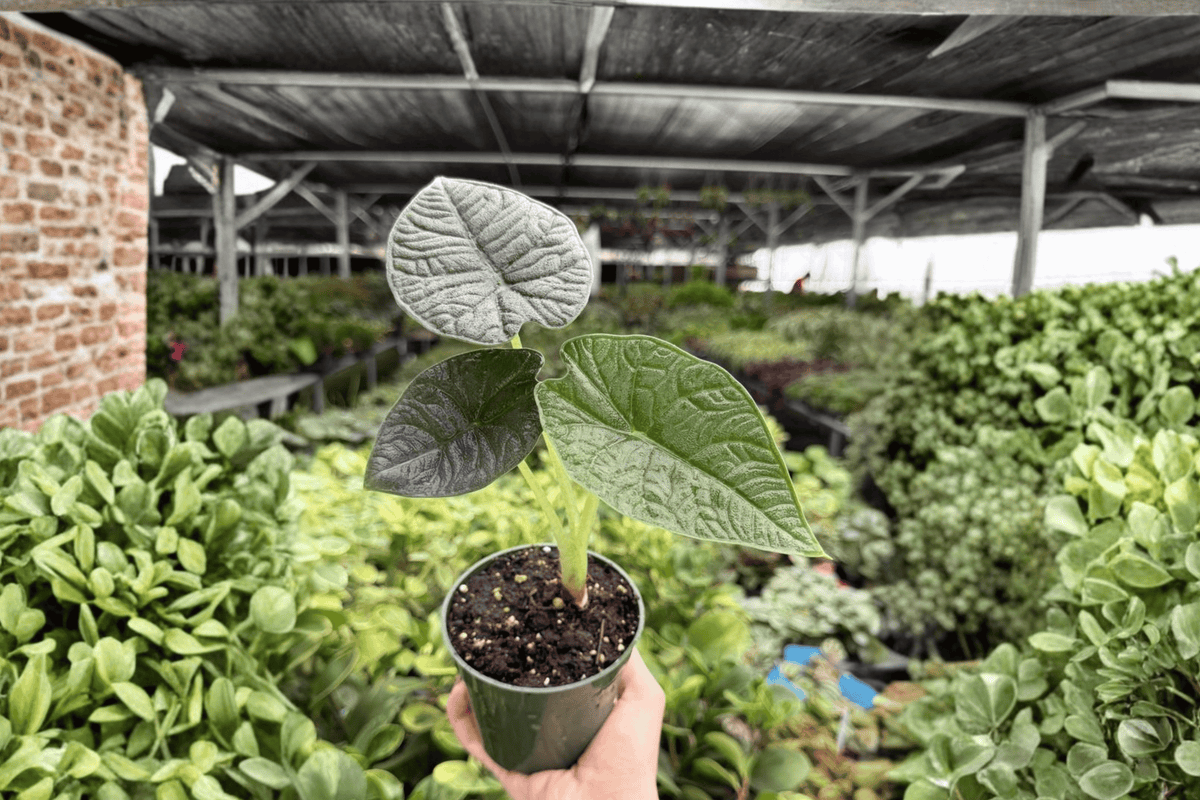 Alocasia Melo Live Plants – 2 Exact 4-Inch Pots (Alocasia melo)