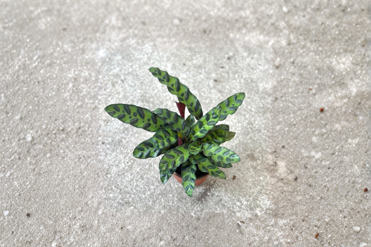 Rattlesnake Calathea Goeppertia insignis - 3 Inch Rooted Starter Plant