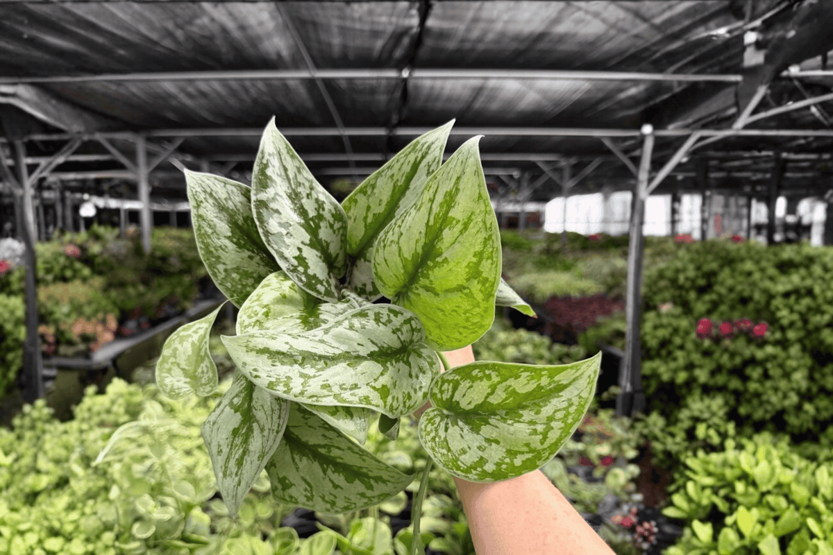 Scindapsus Exotica (Exotica Satin Pothos) - 2 Live Plants in 4-Inch Pots