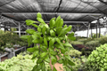 Hoya bilobata - 2 Exact Live Plants in 4-Inch Bare Root Pot, Exact Plants Pictured