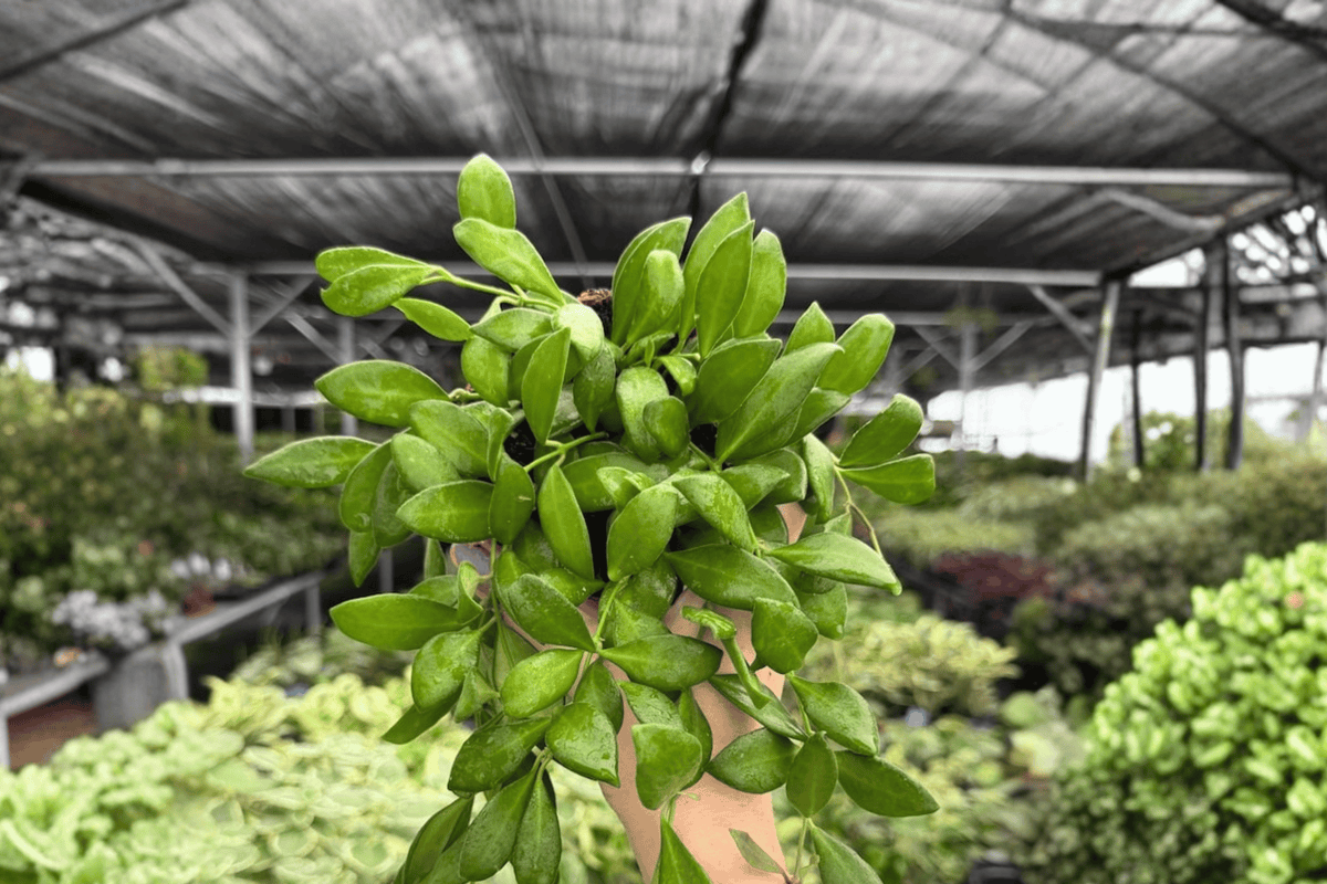 Hoya bilobata - 2 Exact Live Plants in 4-Inch Bare Root Pot, Exact Plants Pictured