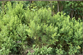 Jesuit’s Bark Live Plant (Iva frutescens ssp. oraria) - 1 Gallon Pot