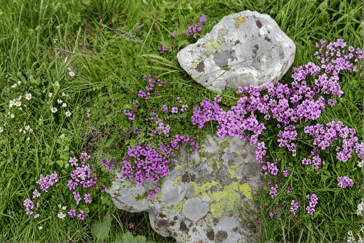 Nutmeg Thyme (Thymus praecox 'Nutmeg') - 4-Inch Live Plant