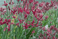 Ruby Velvet Kangaroo Paw Anigozanthos ‘Ruby Velvet’ 1 Gallon Live Plant