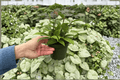 Hoya Jade 2 Live Plants in 4-Inch Pots | Hoya carnosa