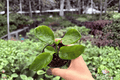 Pinot Noir Hibiscus Starter Plants (2) Hibiscus rosa-sinensis – Bare Root, 2-Inch Pots