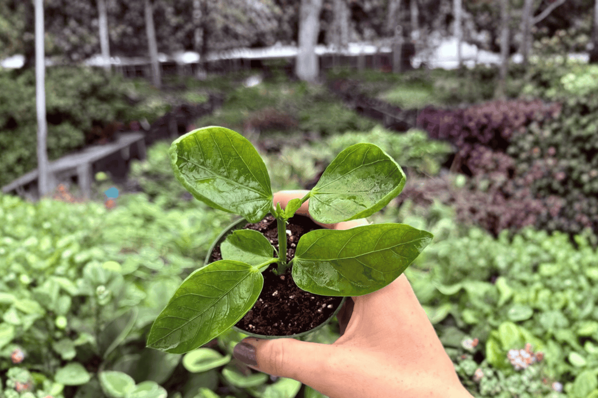 Pinot Noir Hibiscus Starter Plants (2) Hibiscus rosa-sinensis – Bare Root, 2-Inch Pots