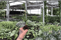 Calathea fasciata 'Rotundifolia' Starter Plants (2) Bare Root Live Calathea