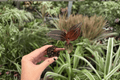 Ludisia discolor Jewel Orchid Starter Plants - 2 Live Exact Plants