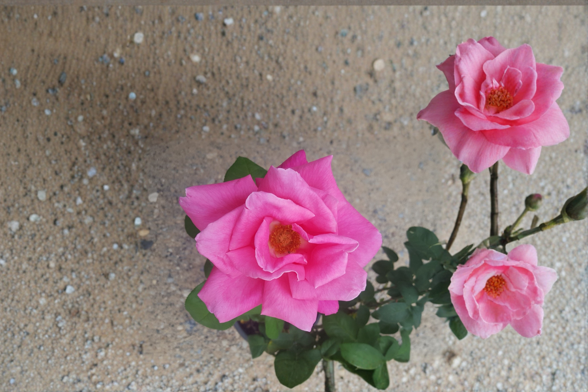 Perfume Delight Hybrid Tea Rose - Pink 5 Gal Live Plant (No Ship CA)