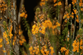 Stalked Bulbine Bulbine frutescens Orange Form - 4-Inch Live Plant