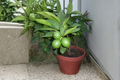 Key Lime Seeds - Citrus Aurantiifolia - 5 Seeds for Indoor or Outdoor Growth