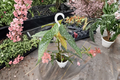 Polka Dot Begonia (Angel Wing) - Live Hanging Plant in 4.5-Inch Pot