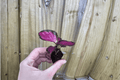 Calathea Crimson Starter Plants (Goeppertia ‘Crimson’) – 2 Live Bare Root Starters, 2-Inch Pots