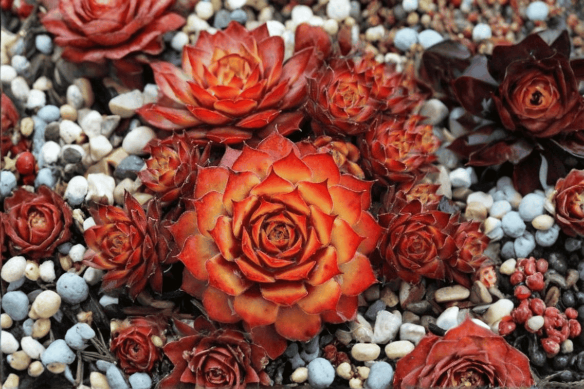 Chick Charms Gold Nugget Hens and Chicks Sempervivum ‘Gold Nugget’ — 4-Inch Pot, 1 Live Plant