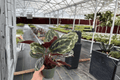 Calathea Medallion (Goeppertia roseopicta ‘Medallion’) - 2 Live 4-Inch Pots