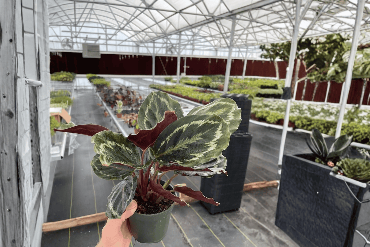 Calathea Medallion (Goeppertia roseopicta ‘Medallion’) - 2 Live 4-Inch Pots