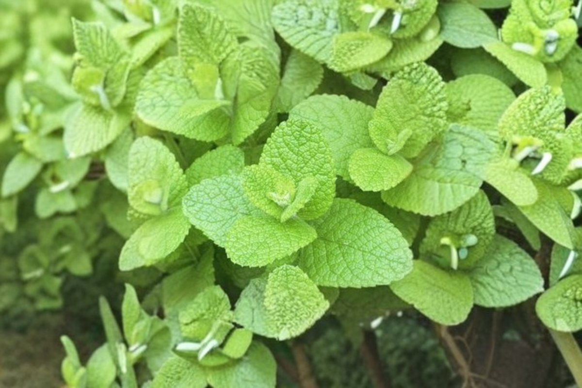 Apple Mint - Mentha suaveolens Live Plant, 4-Inch Pot, Rooted Perennial