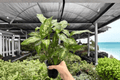 Dieffenbachia Compacta – 2 Live Plants in 4-Inch Pots (Shipped Potted)