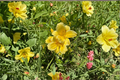 Daylily Raindrop Bare Root Plants | 3-Pack Hemerocallis Perennial