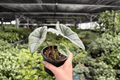 Alocasia Platinum Bisma | 2 Exact Live Plants in 4-Inch Pots