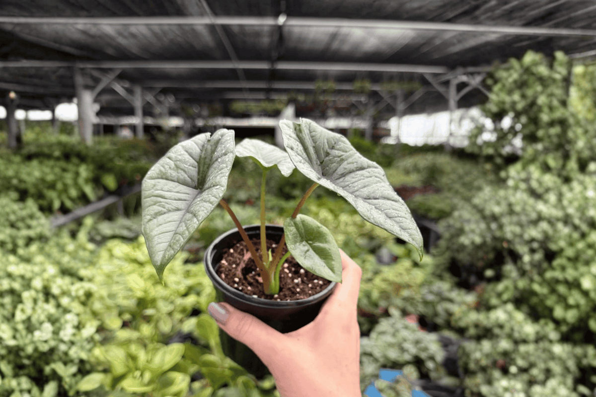Alocasia Platinum Bisma | 2 Exact Live Plants in 4-Inch Pots