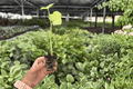 Alocasia Snow Odora Batik Variegated Starter Plants – 2 Live Plants