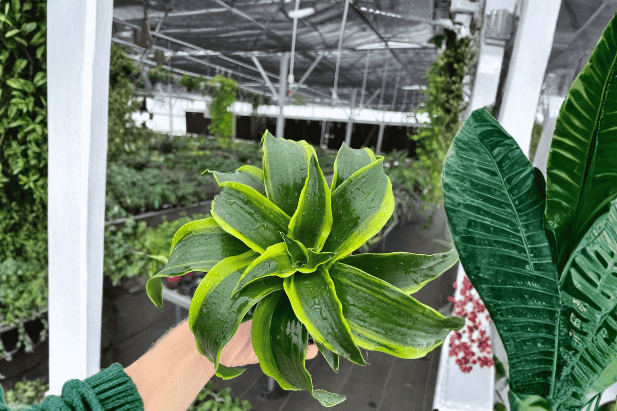 Dracaena Tornado 2 Live Plants in 4-Inch Pots | Dracaena fragrans 'Tornado' (Tropical Foliage)