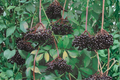 Nova Elderberry (Sambucus canadensis) Live Plant — 1 Gallon Pot, Fruiting Shrub