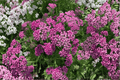 New Vintage Violet Yarrow (Achillea millefolium) 4-Inch Pot – 1 Live Plant
