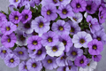 Calibrachoa Ombre Blue Million Bells - 1 Live Plant in 4-Inch Pot
