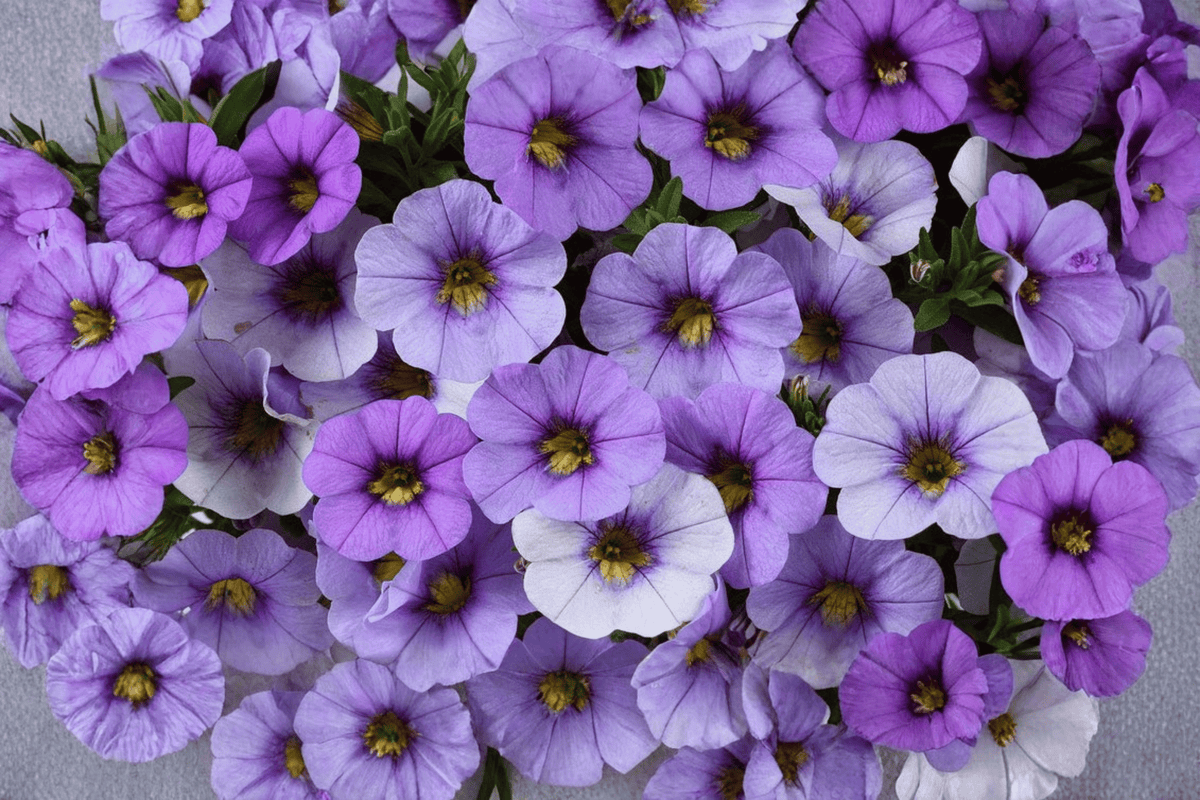 Calibrachoa Ombre Blue Million Bells - 1 Live Plant in 4-Inch Pot