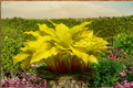 Hosta Lipstick Blonde Bare Root Starter Plant | Yellow Foliage, Shade Perennial