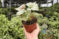 Begonia Harmony’s Peace – 2 Exact Live Plants in 4-Inch Pots