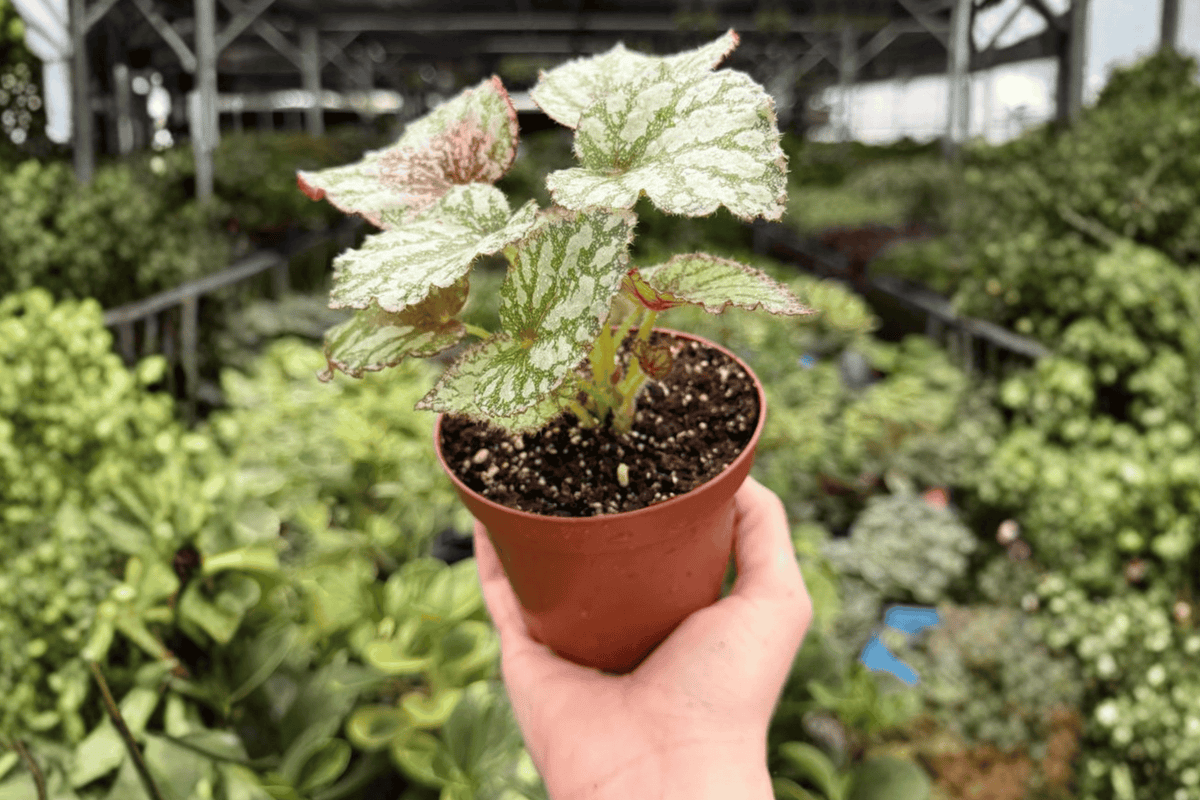 Begonia Harmony’s Peace – 2 Exact Live Plants in 4-Inch Pots