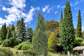 Stowe Pillar White Pine (Pinus strobus ‘Stowe Pillar’) – 12" Live Plant in 1-Gallon Pot