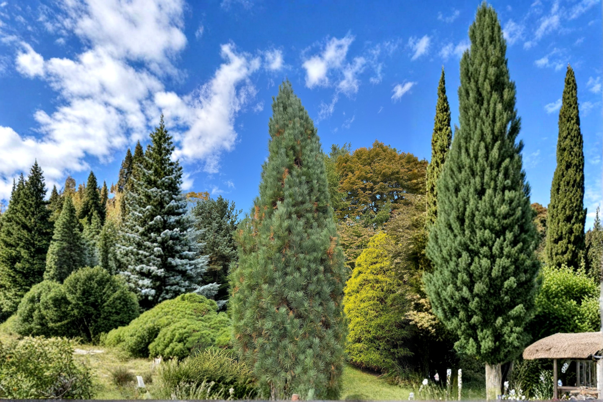Stowe Pillar White Pine (Pinus strobus ‘Stowe Pillar’) – 12" Live Plant in 1-Gallon Pot