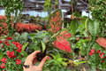 Aglaonema Diamond Red Starter Live Plants – 2 Count, 2" Pots